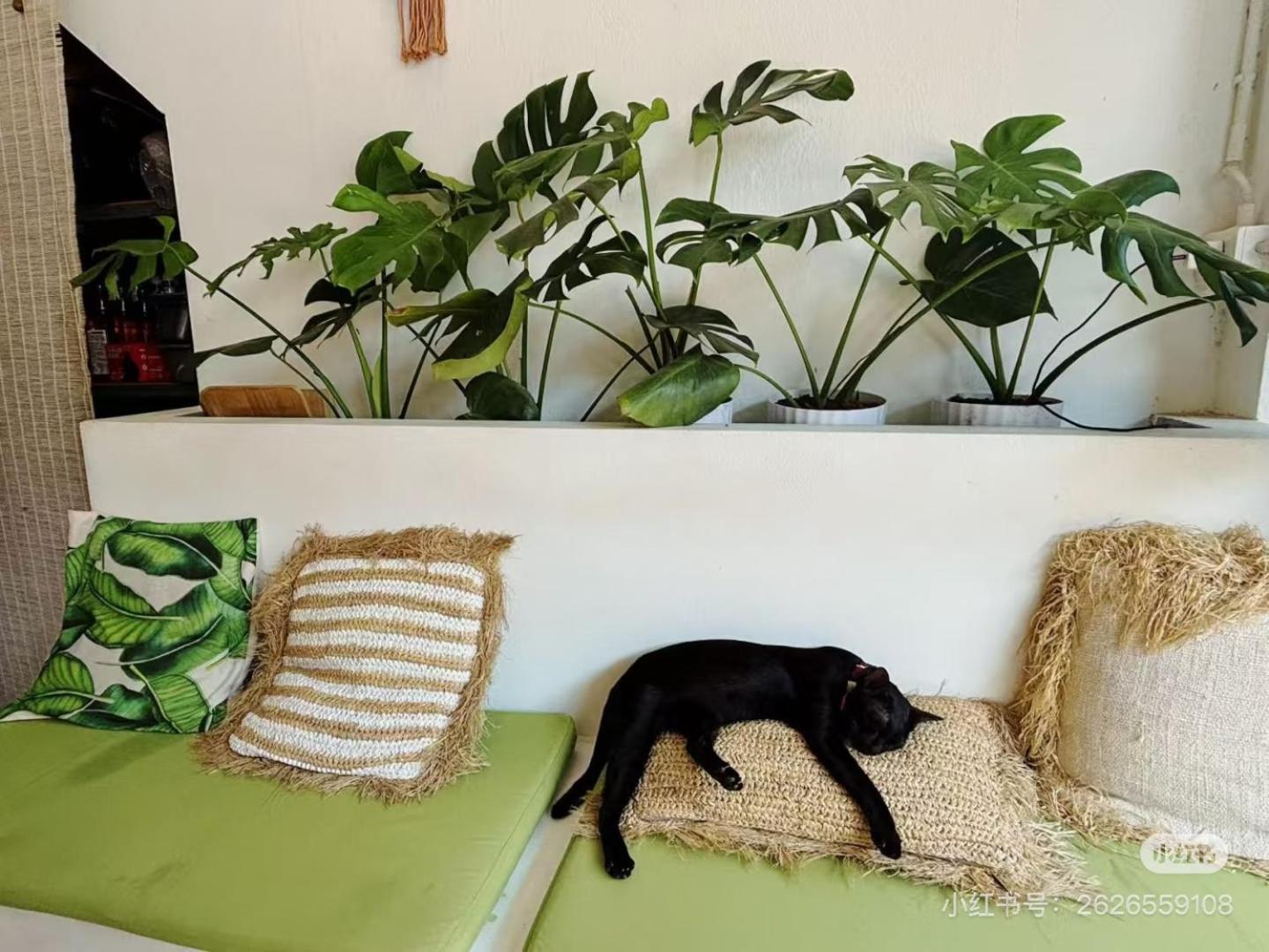 Cactus Boutique Hostel Ko Tao Bagian luar foto